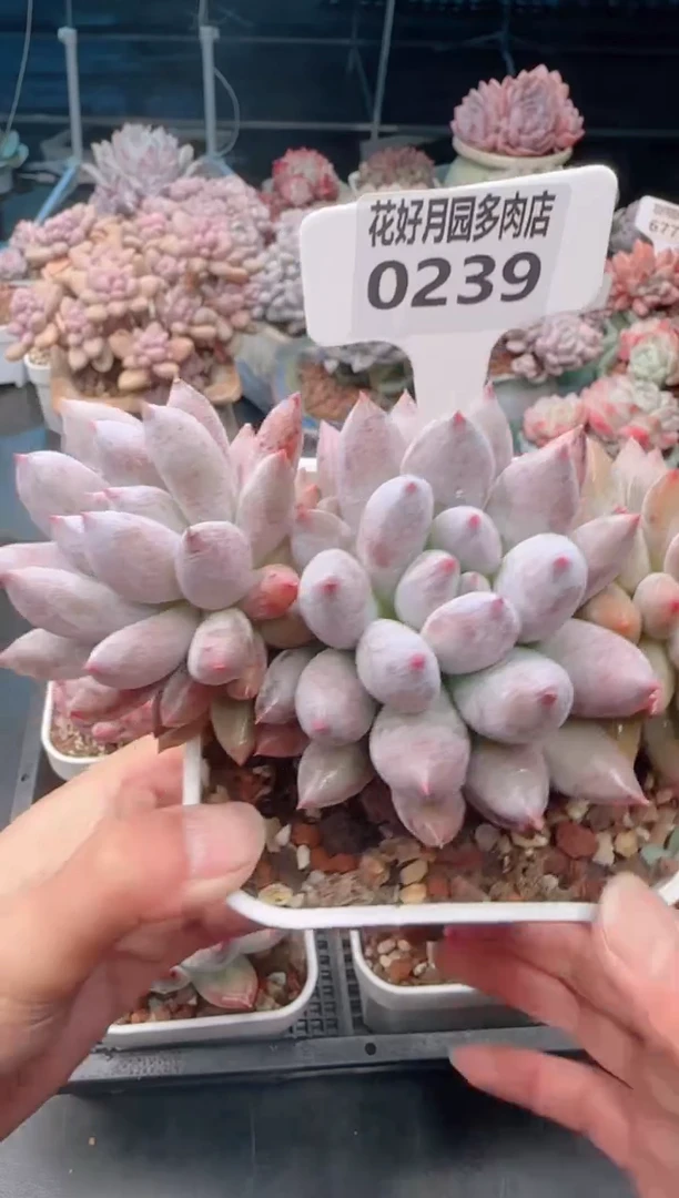 【闪购商品】0239.