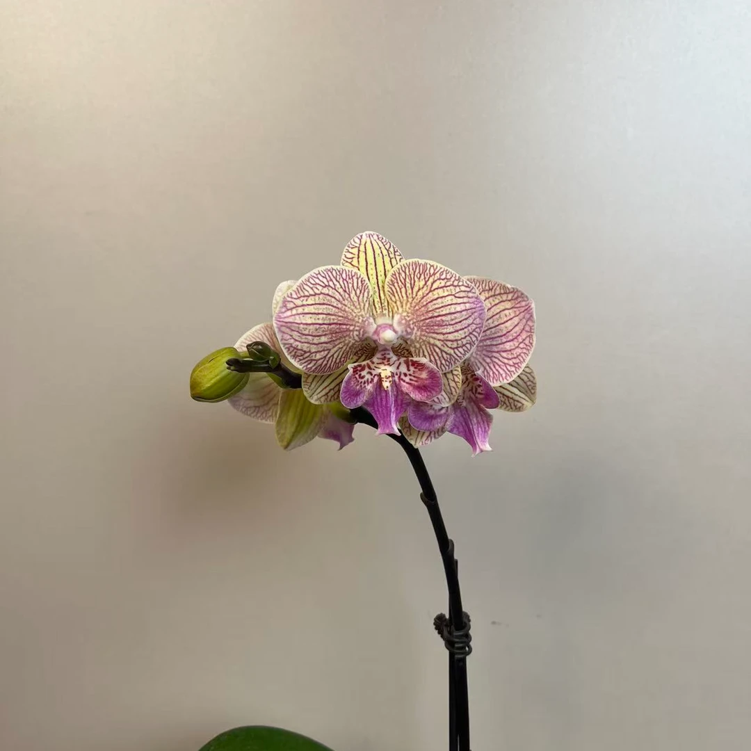 朝暮里蝴蝶兰【三色堇3.0寸】带花带花苞开花珠发货