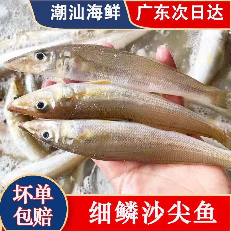 沙丁鱼神泉码头现捕现发
