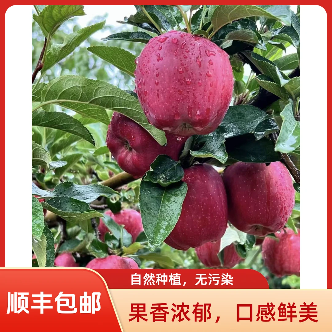 【顺丰包邮】甘肃礼县花牛苹果脆甜爆汁新鲜采摘当季水果