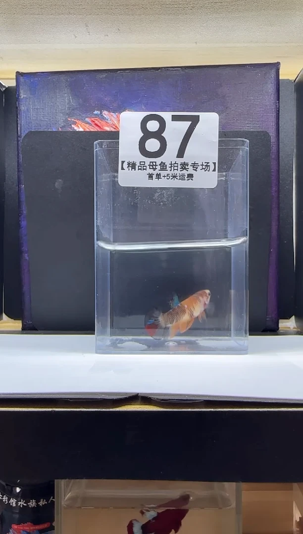 斗鱼母鱼编号：87