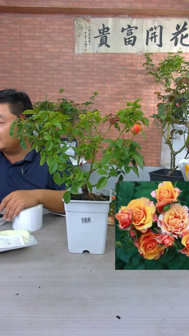 当前无花朵，栽培后可花朵艾帕索