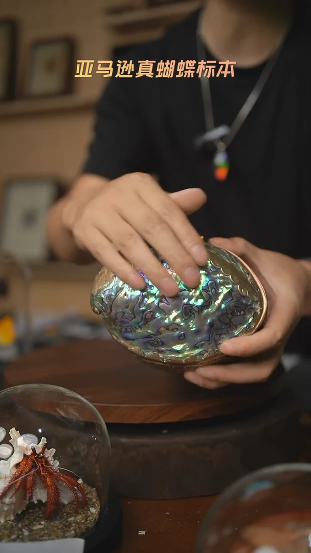 鲍鱼标本首饰盒A87