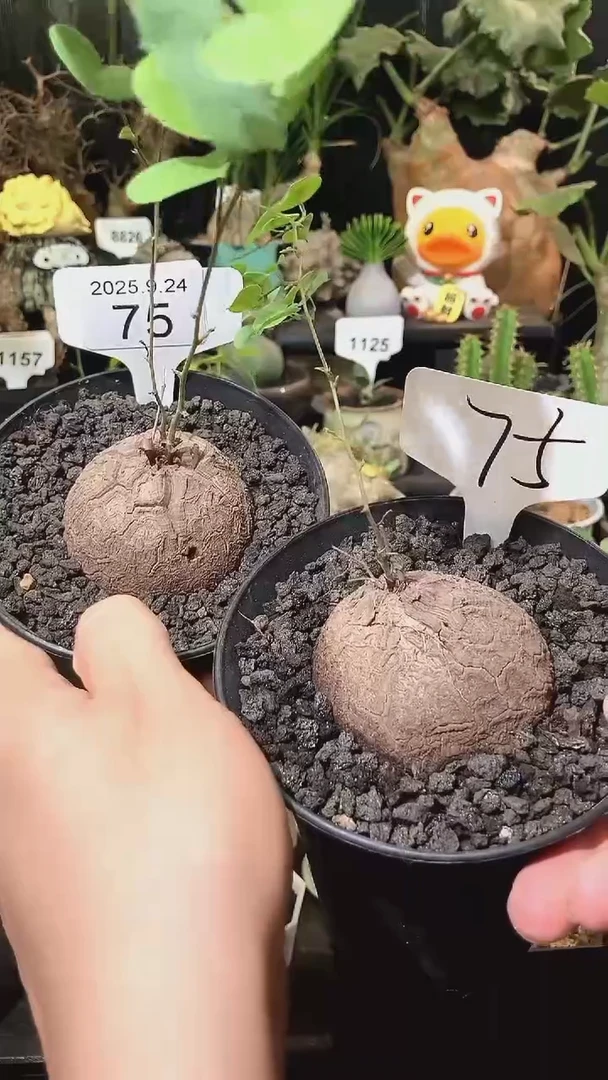 75号924福利南非龟甲龙买1个送1个