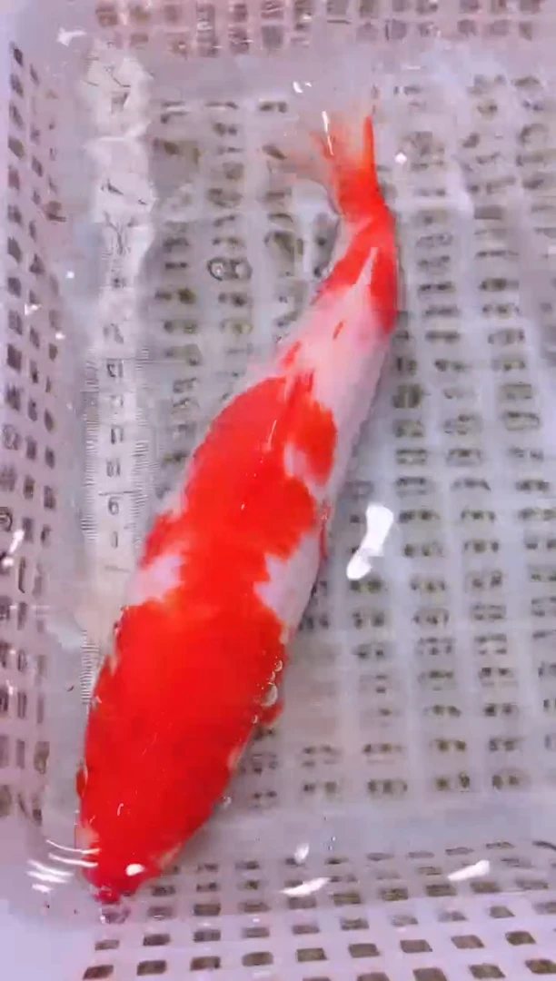 锦鲤冷水观赏鱼全场包邮140