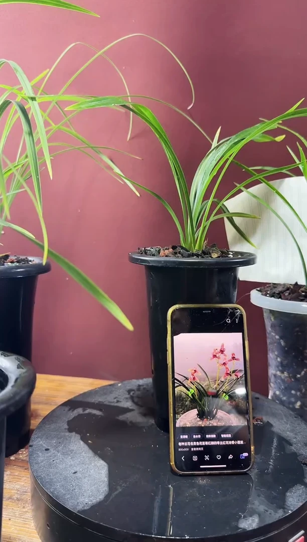 完全开放至尊红颜2苗 建兰