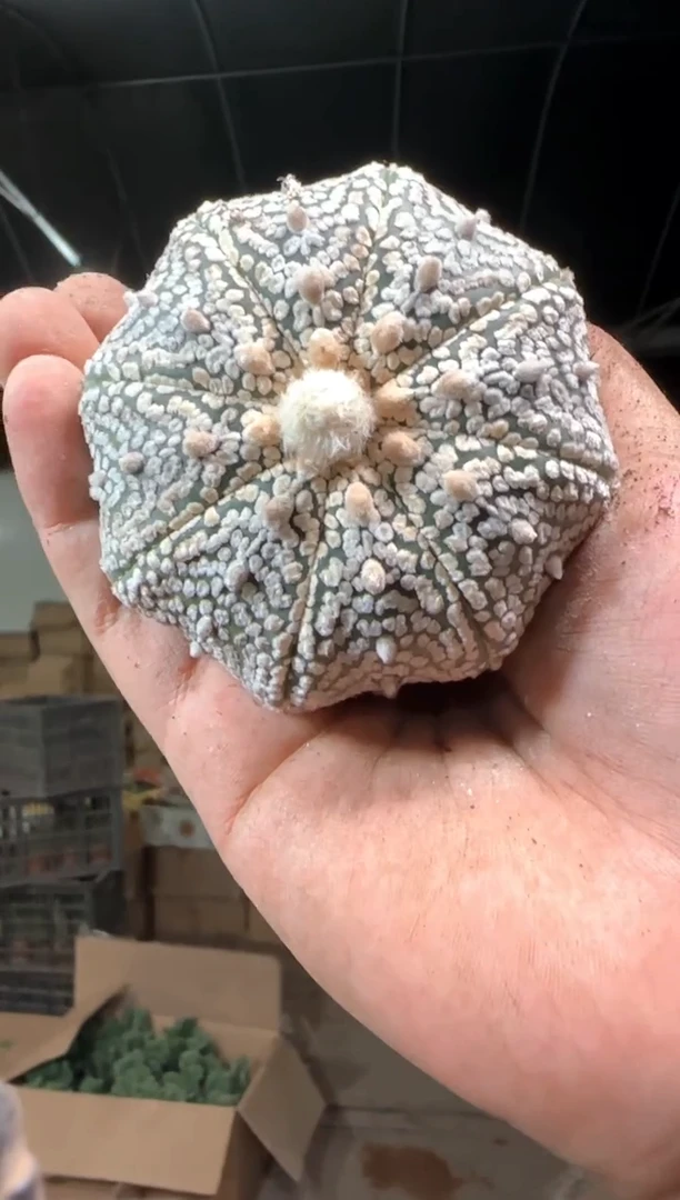 实生根 超浓白兜 6-8cm