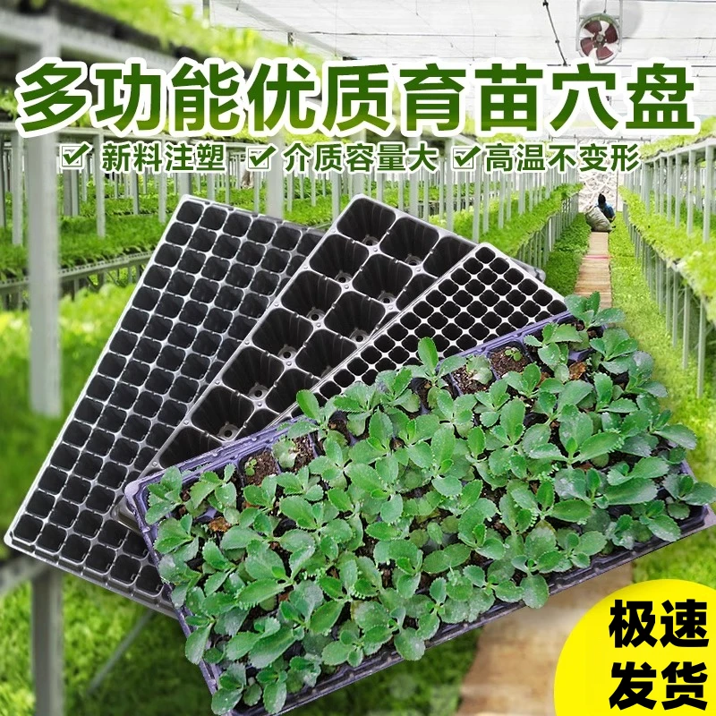 育苗盘穴盘托架秧盘辣椒苗盘苗盘育苗超厚玉米高粱加厚育苗盘超厚