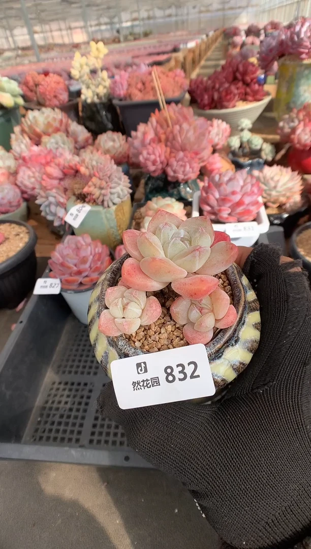 832冰玉多肉植物一物一拍