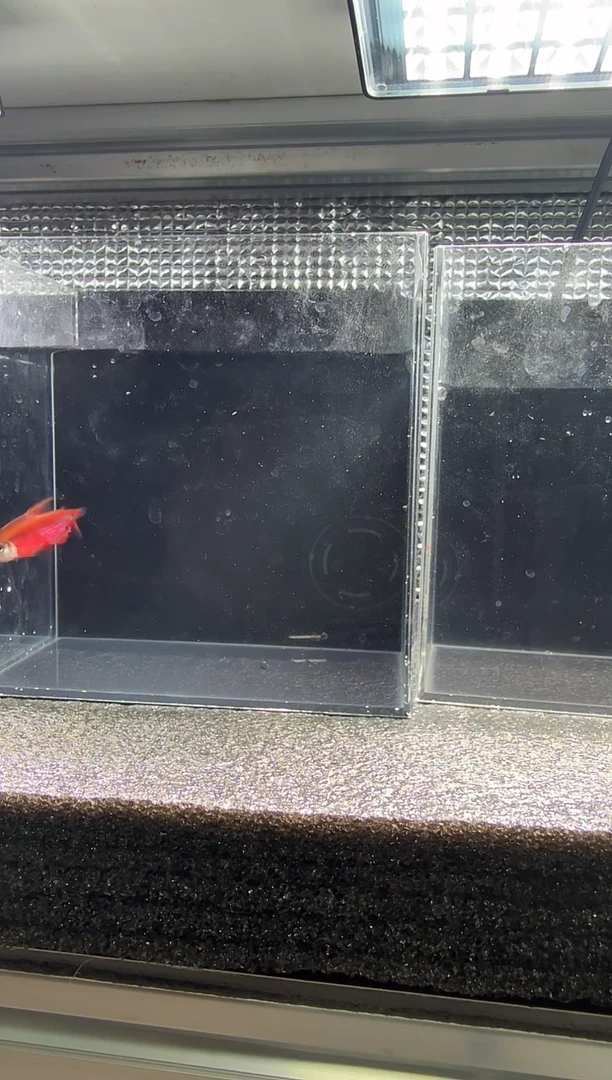 灯科鱼超灯鱼福袋盲盒