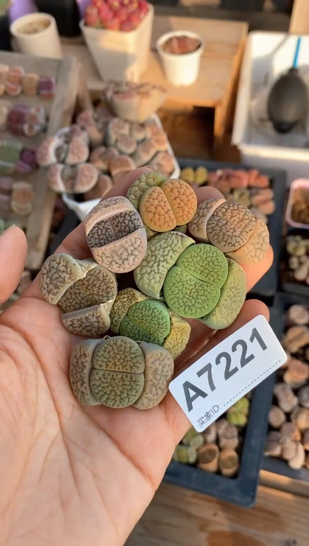 【闪购商品】7221直播间一物一拍