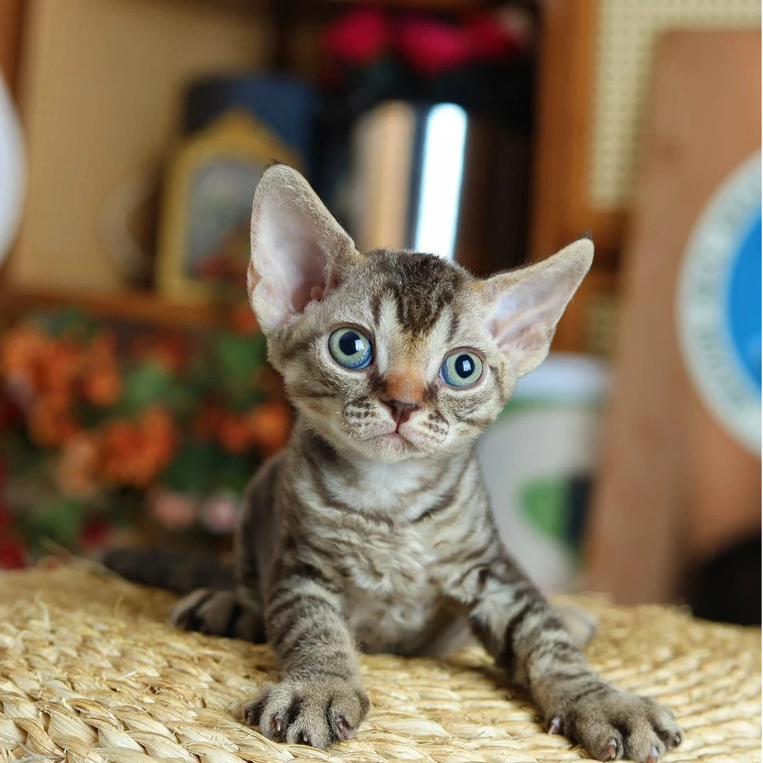山楂糕 棕虎斑弟弟 包子的德文卷毛猫