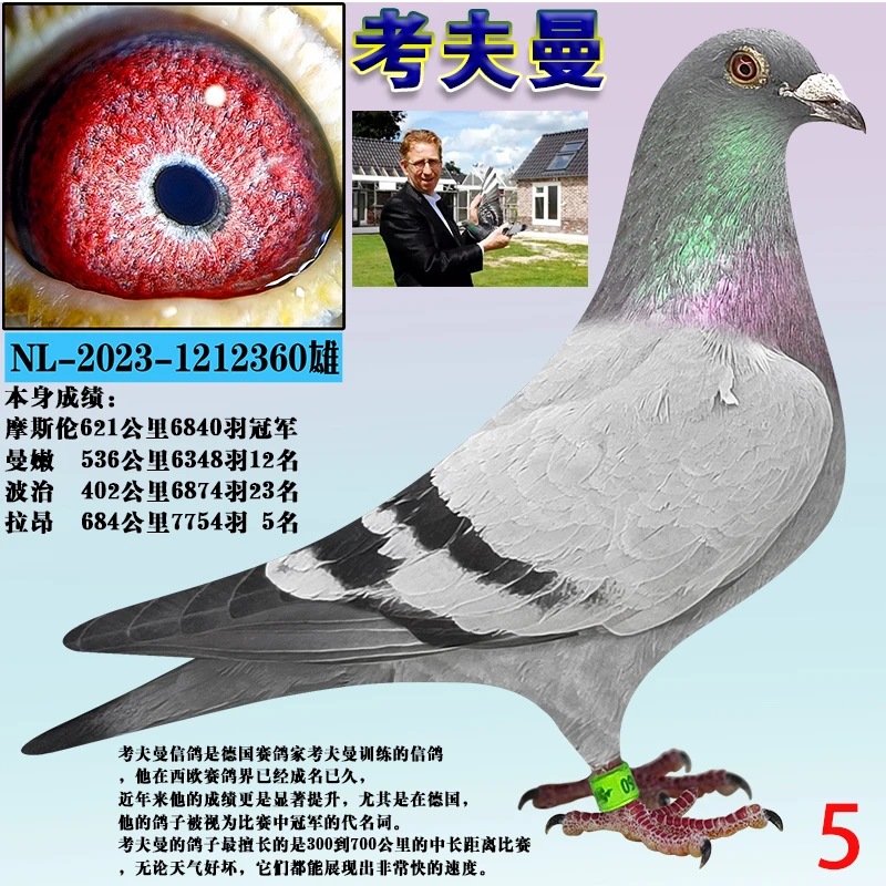 【5号】信鸽成绩鸽种鸽赛鸽原环种鸽纯血种鸽冠军信鸽
