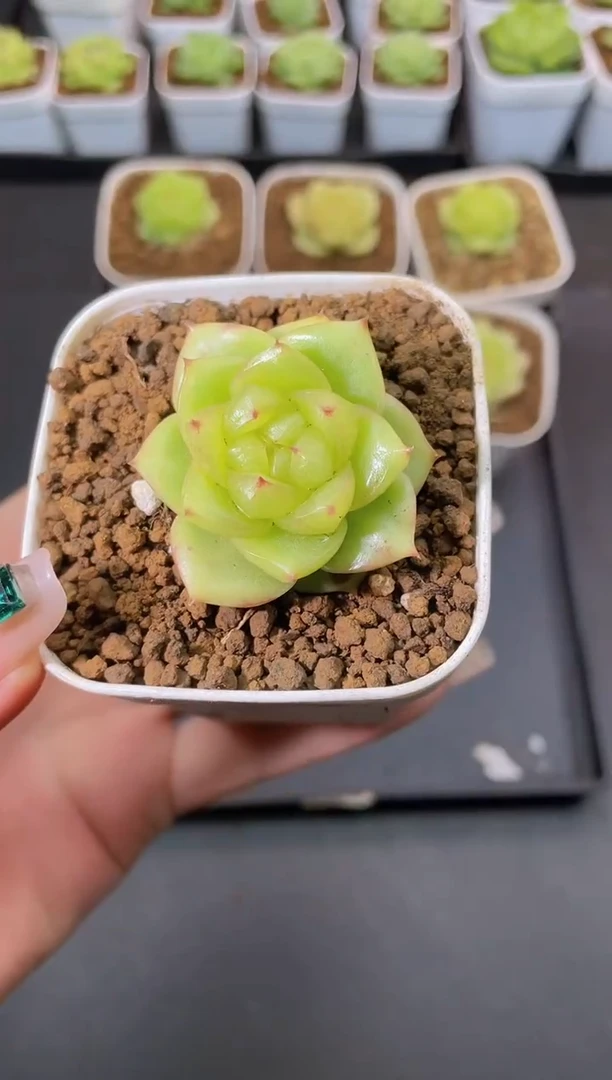 073无双量拍发一颗