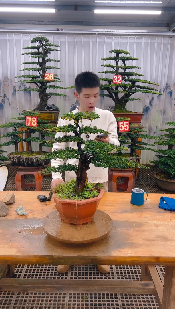 无花朵精品盆景直播间一物一拍