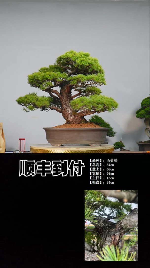 无花朵a025五针松bubaoyou