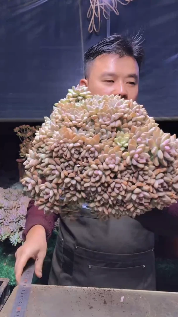 142淡雪缀化一物一拍