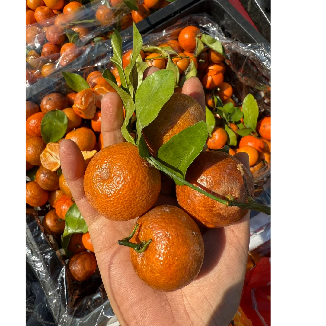 顺丰【大-董】广西桂林砂糖橘 黑皮果 净重6斤/份