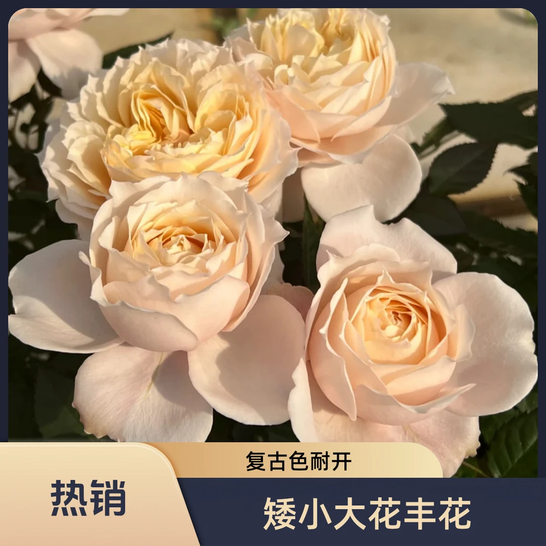 黑哥的花园复古乳茶月季独家授权耐热抗病矮小多头丰花适合新人