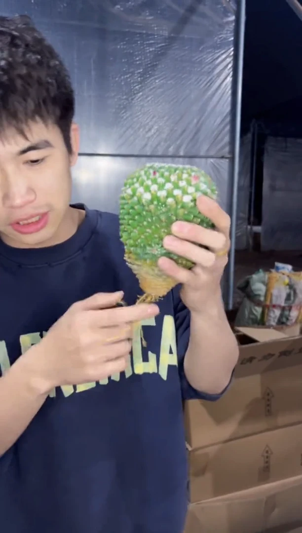 【闪购商品】实生根  雪糕