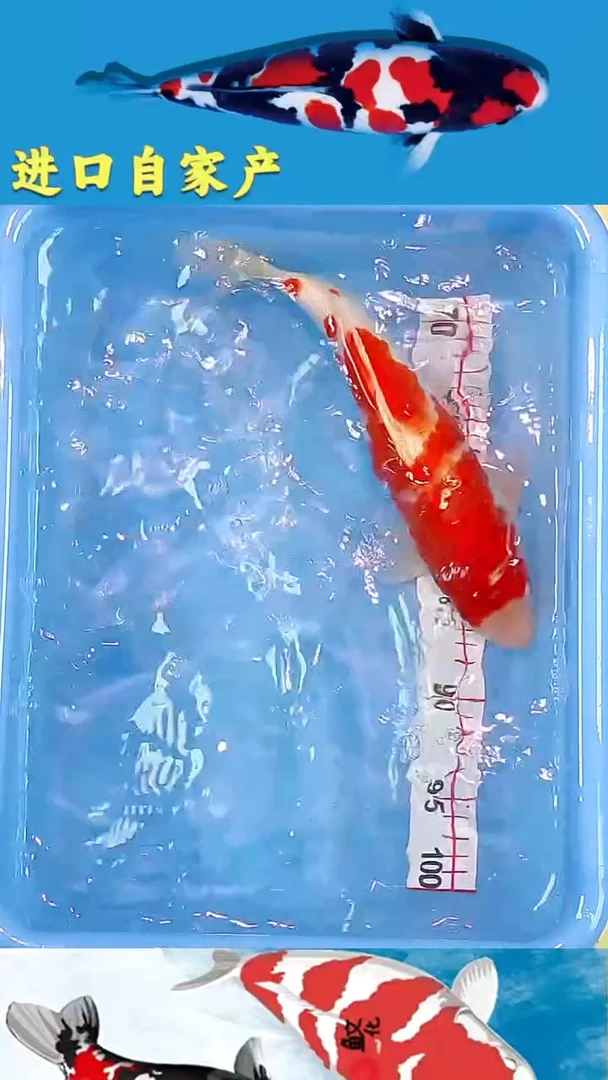 锦鲤2025/12/17悦鲤阁甄选锦鲤--9