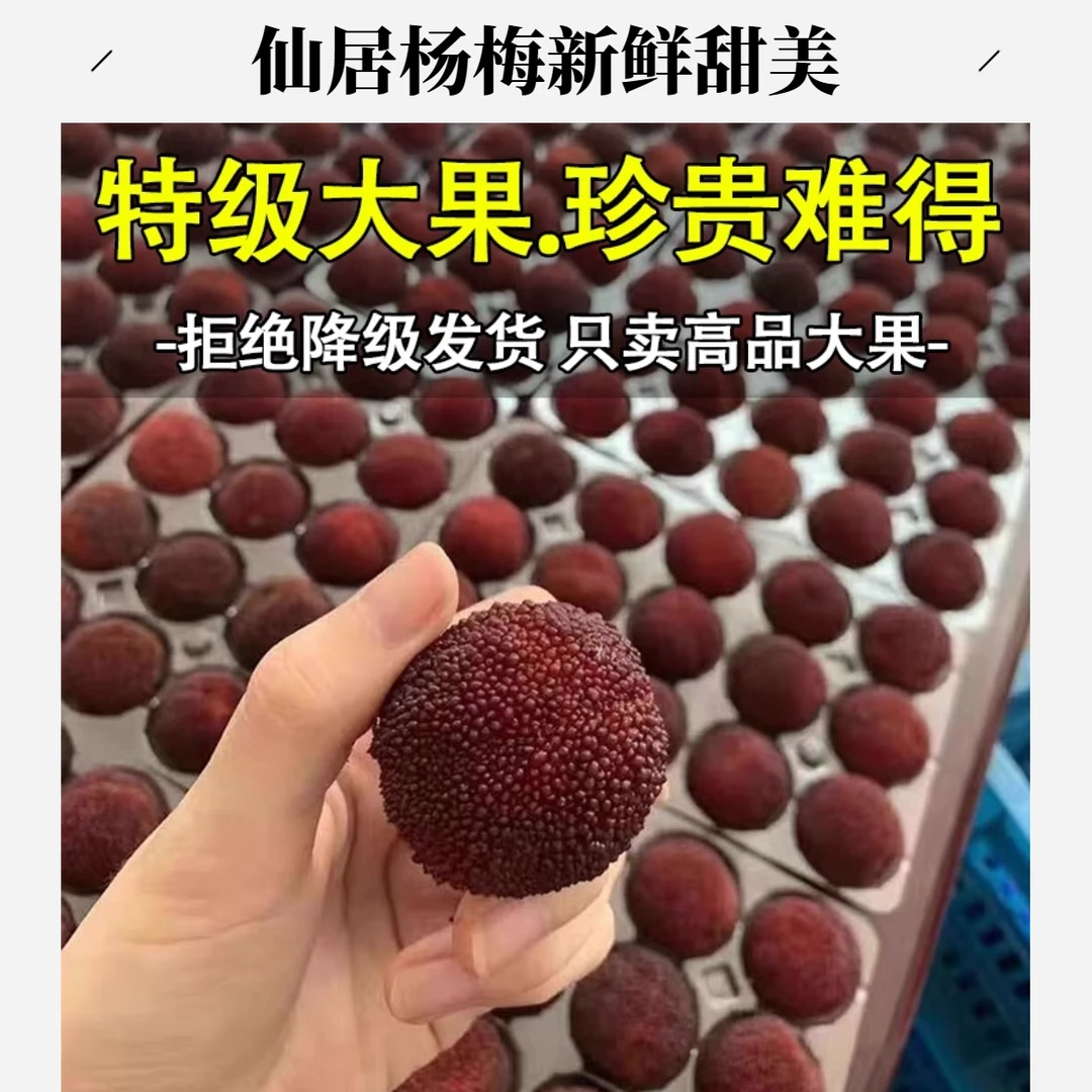 正宗仙居东魁杨梅新鲜水果孕妇当季鲜果现摘现发10-25克新鲜杨梅浙江省