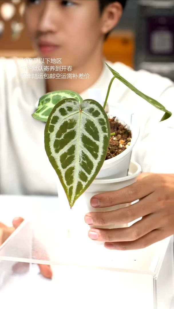 完全开放银河花烛