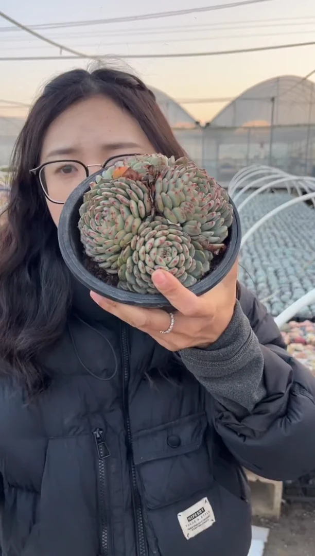 【闪购商品】27-三头起白胖子6.8