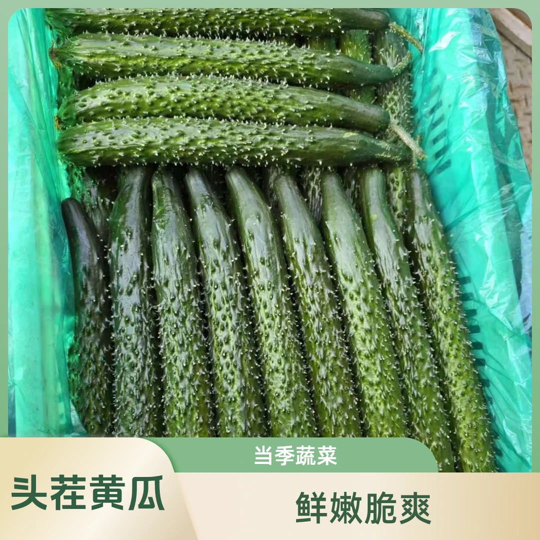 【现摘现发】农家绿心黄瓜0添加无公害当季蔬菜3/5斤新鲜黄瓜青瓜