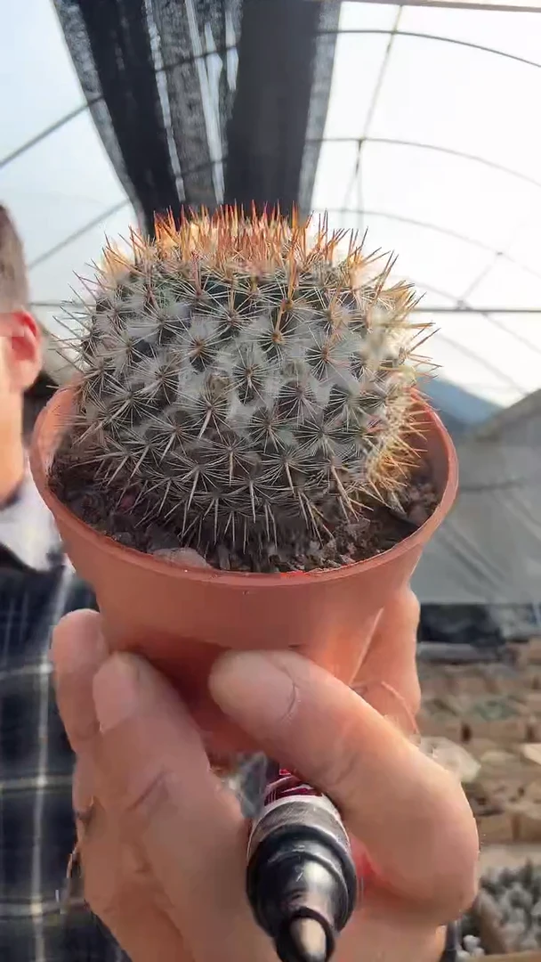 0-13两颗其中一颗       12.99