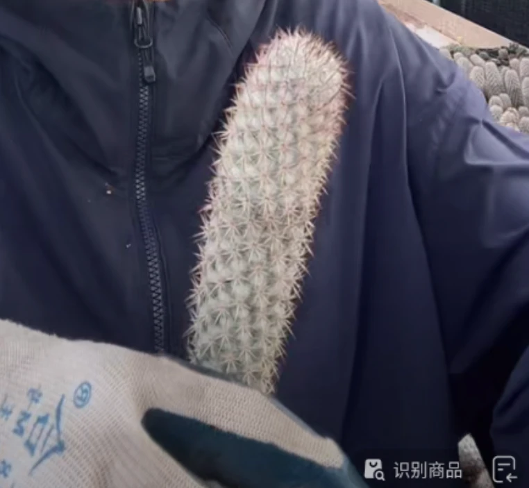 二妹园艺【 1棵  姬大和锦   实生根 】带盆土随机发货