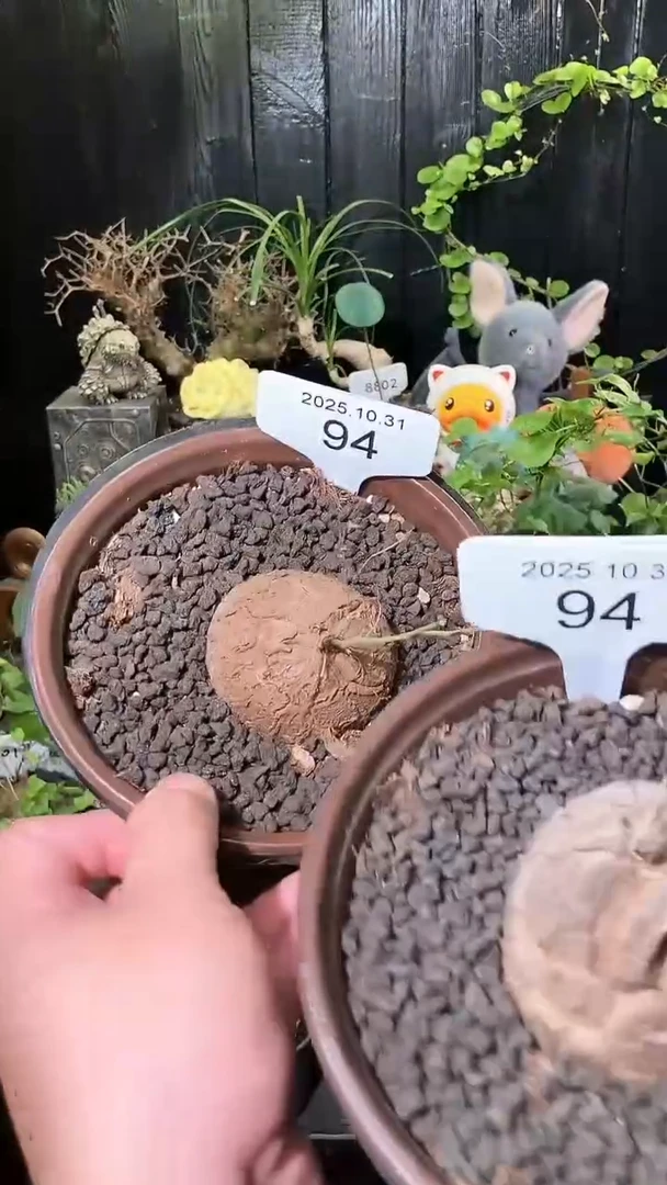 94号1031福利特价南非龟甲龙套餐