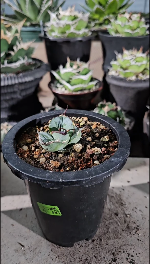 小*【半价】有根苗 (老板喜提千金 全场无门槛半价)