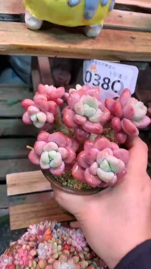 【闪购商品】038QQQ