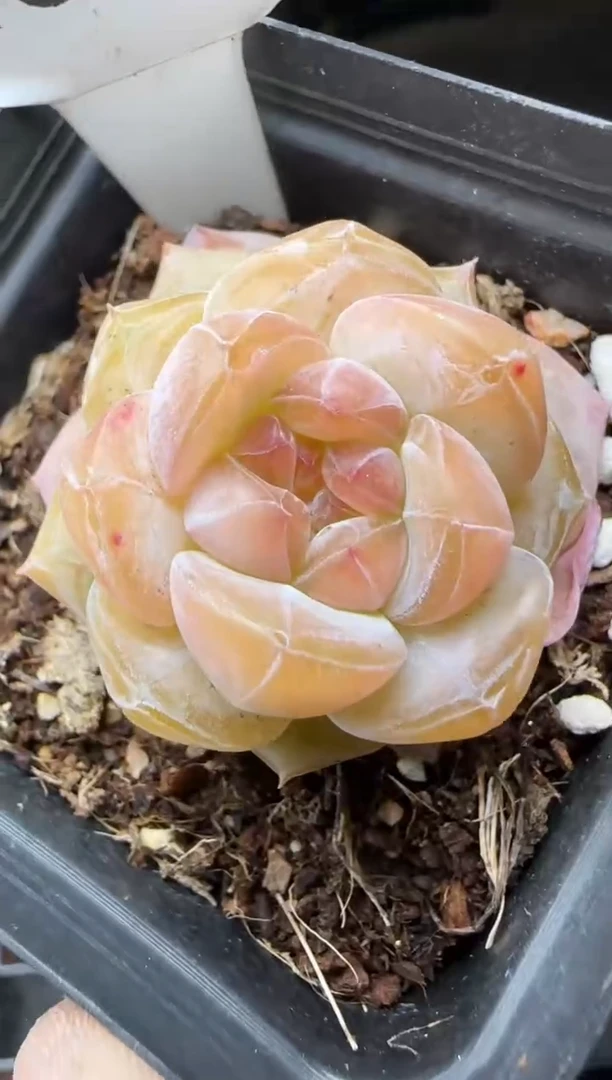 【闪购商品】一物一拍0214—200