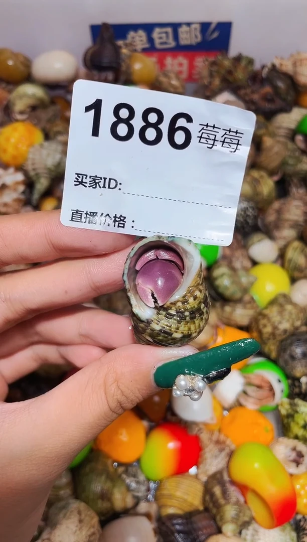 陌派甄选寄居蟹1886