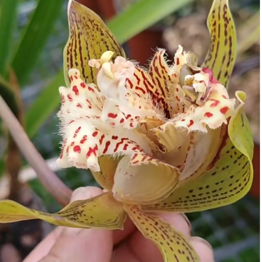 虎头兰浓香绿植花卉易养奇花