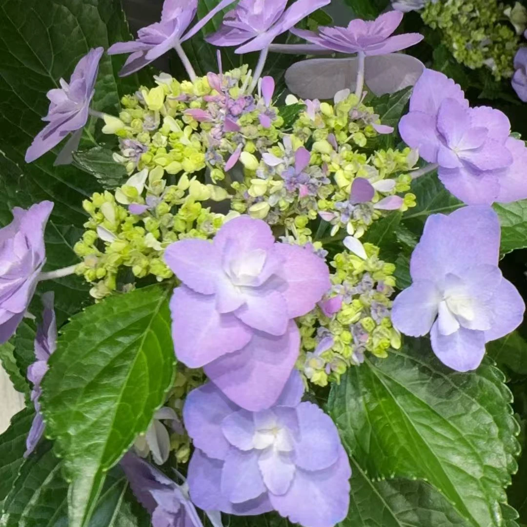 【基地直发】樱花之星2加仑绣球原土原盆带花苞