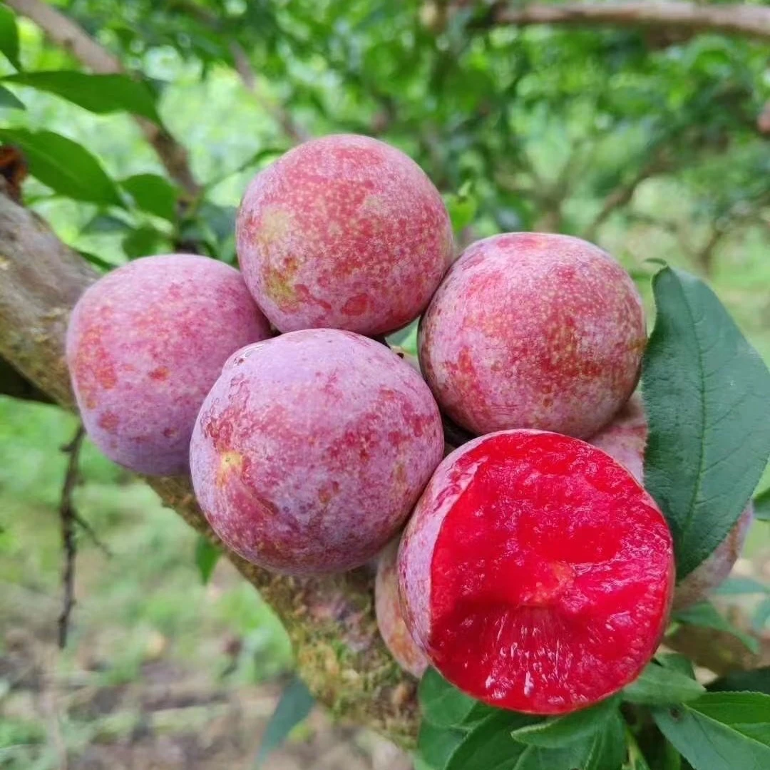 顺丰包邮现摘新鲜福建芙蓉李红心三华李当季水果酸脆爽口