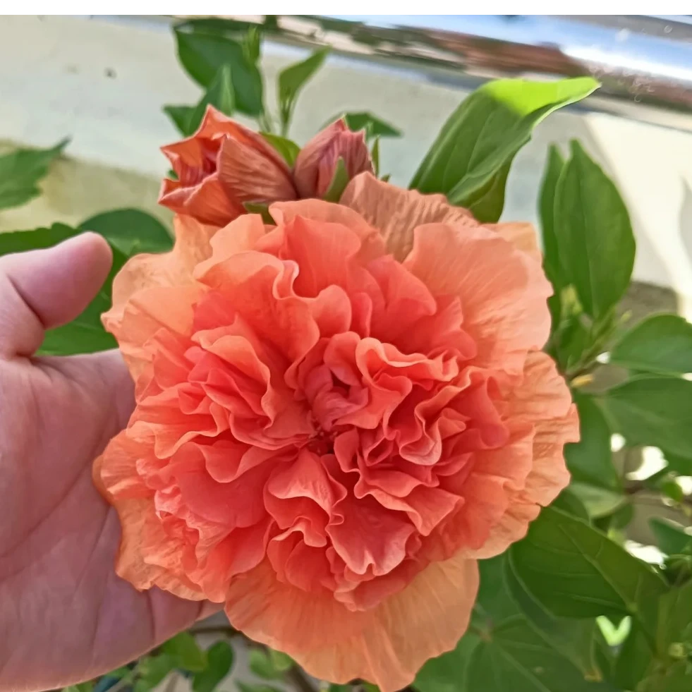 【大花木槿-橘色】重瓣花型勤花好养适合种植阳台庭院