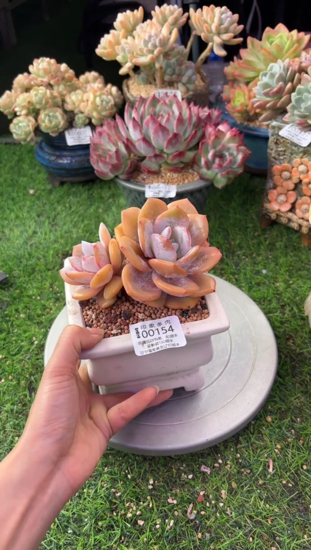 昆明印象多肉00154