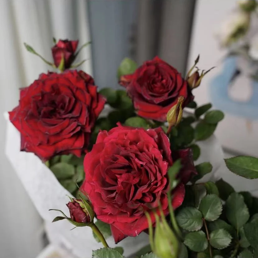 红丝绒  正宗丝绒大花月季花盆栽室内外新手易养护爆花切花玫瑰
