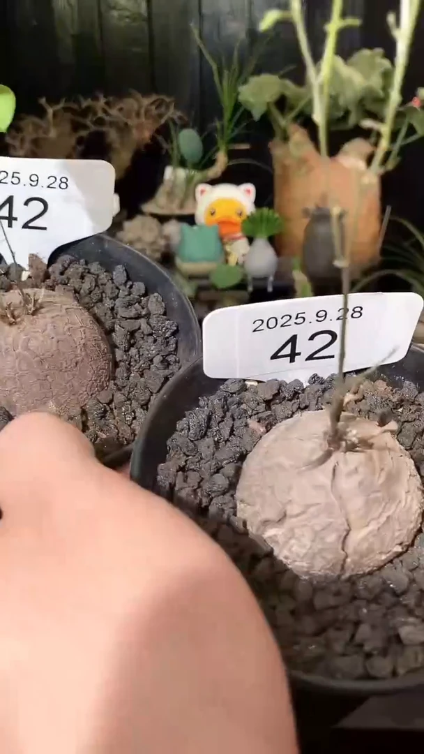 42号928福利南非龟甲龙买1个送1个