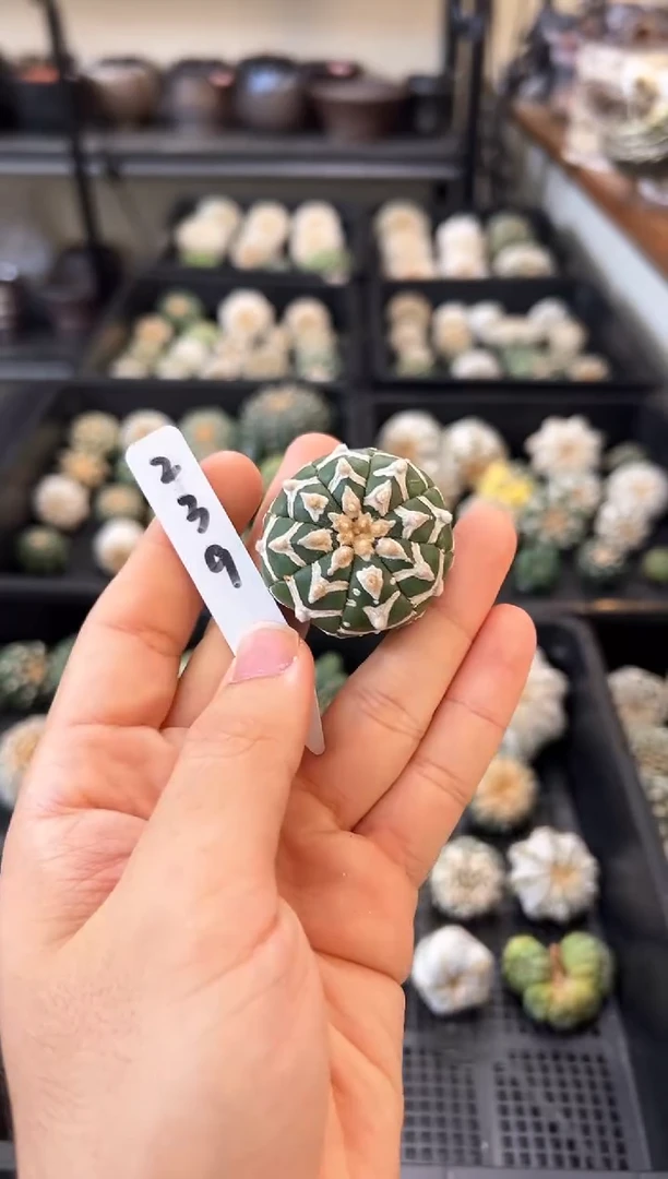 花**下实生根星兜编码239