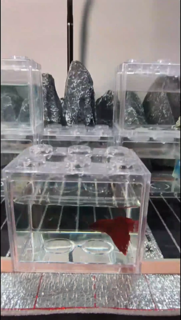 斗鱼斗鱼拍卖，精品泰国斗鱼