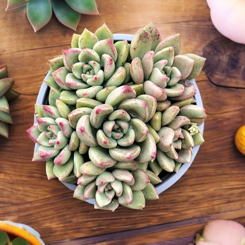 璀璨脱土满9.9元包邮 多肉植物 直播间展示为准