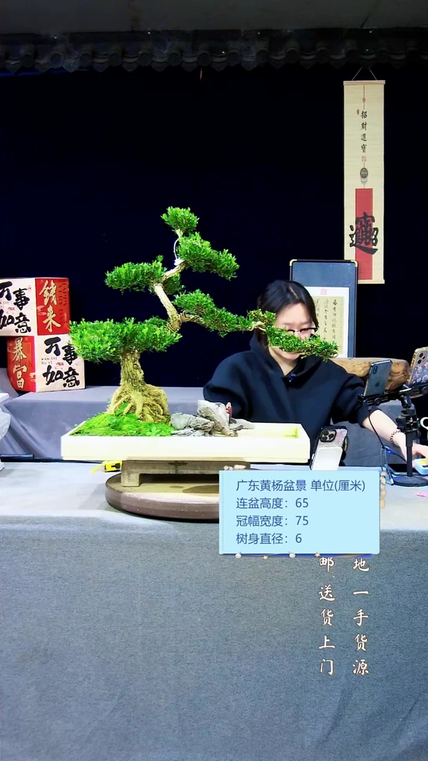 【闪购商品】雀舌黄杨盆景雀舌黄杨盆景