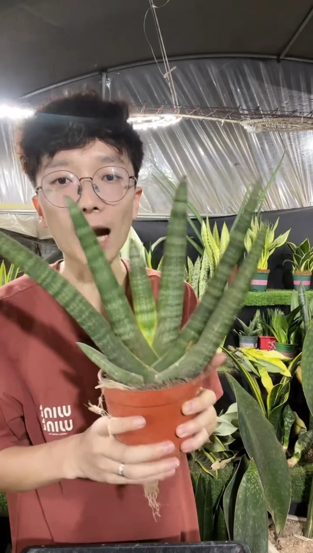 佛手兰带盆土23.8