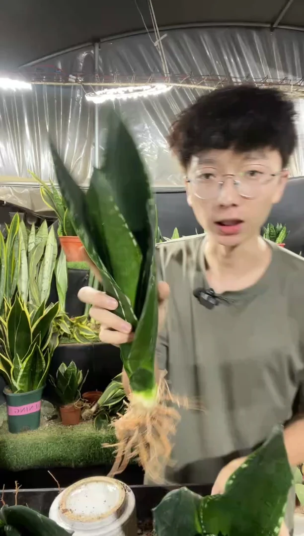 正品星空裸根18.8