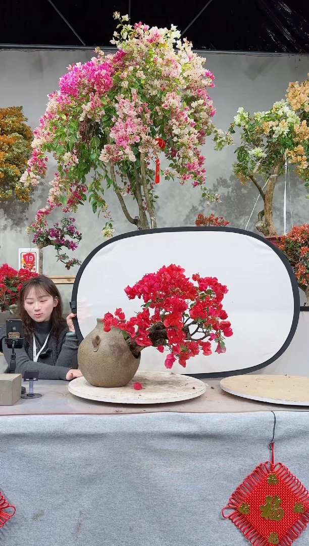 【闪购商品】盆景同安红